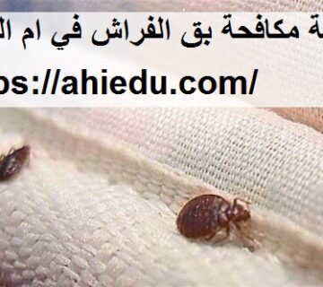 شركة مكافحة بق الفراش في ام القيوين