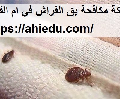 شركة مكافحة بق الفراش في ام القيوين