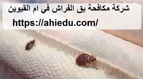 شركة مكافحة بق الفراش في ام القيوين