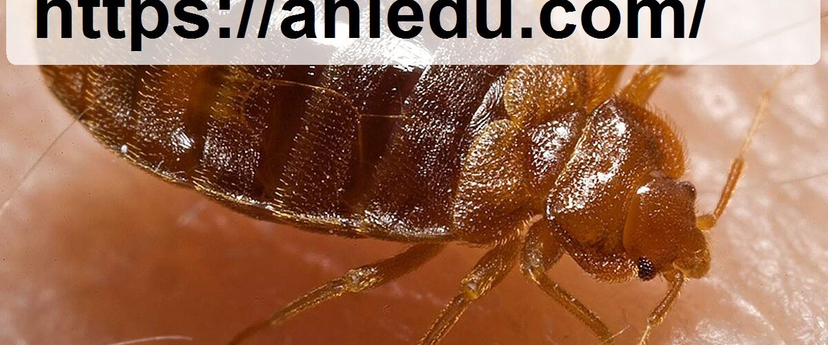 شركة مكافحة بق الفراش في دبي