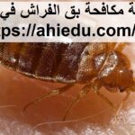 شركة مكافحة بق الفراش في دبي