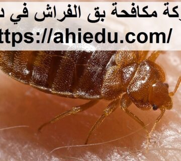 شركة مكافحة بق الفراش في دبي