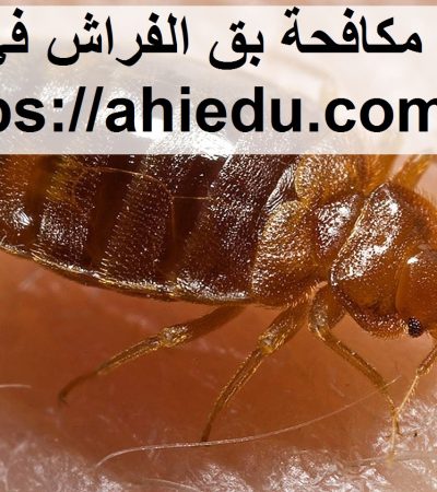 شركة مكافحة بق الفراش في دبي
