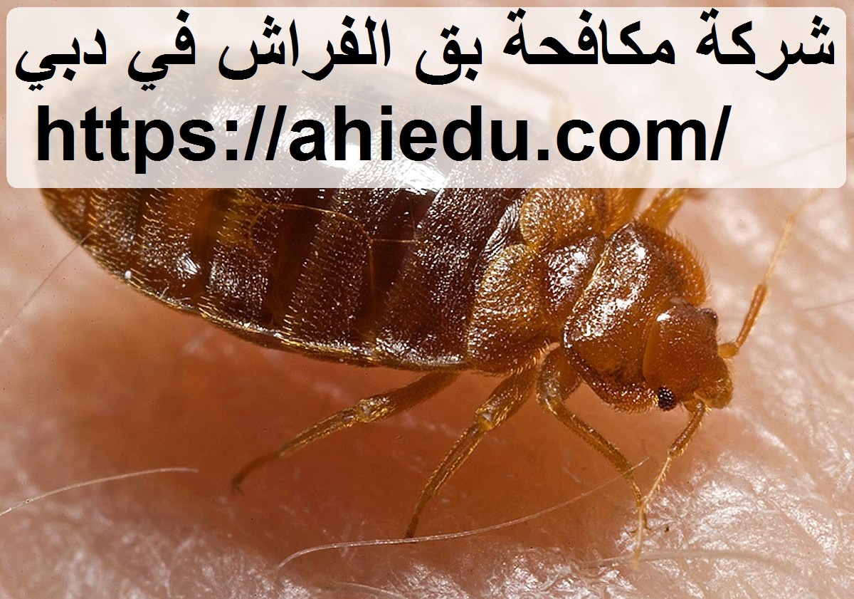 شركة مكافحة بق الفراش في دبي
