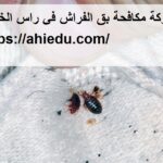 شركة مكافحة بق الفراش في راس الخيمة