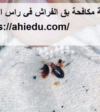 شركة مكافحة بق الفراش في راس الخيمة