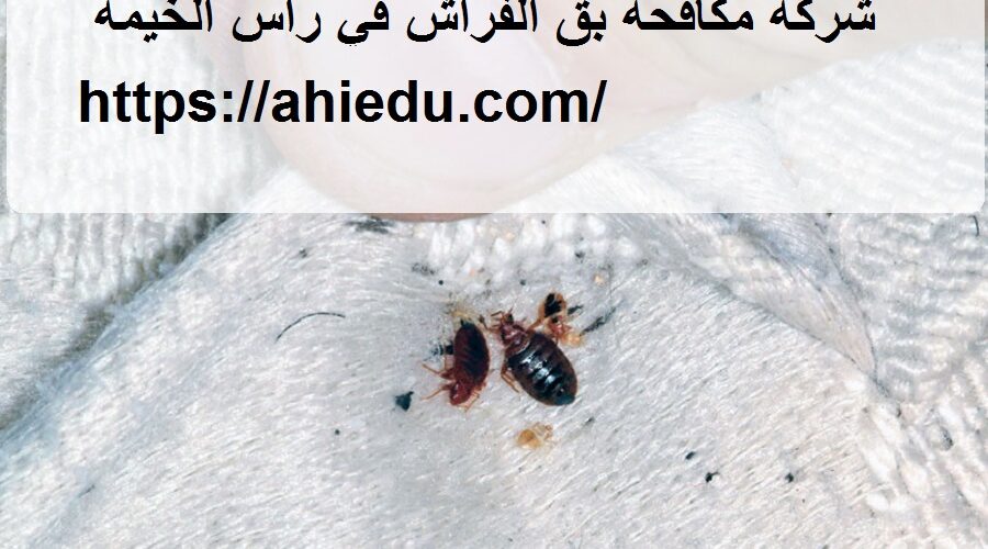 شركة مكافحة بق الفراش في راس الخيمة