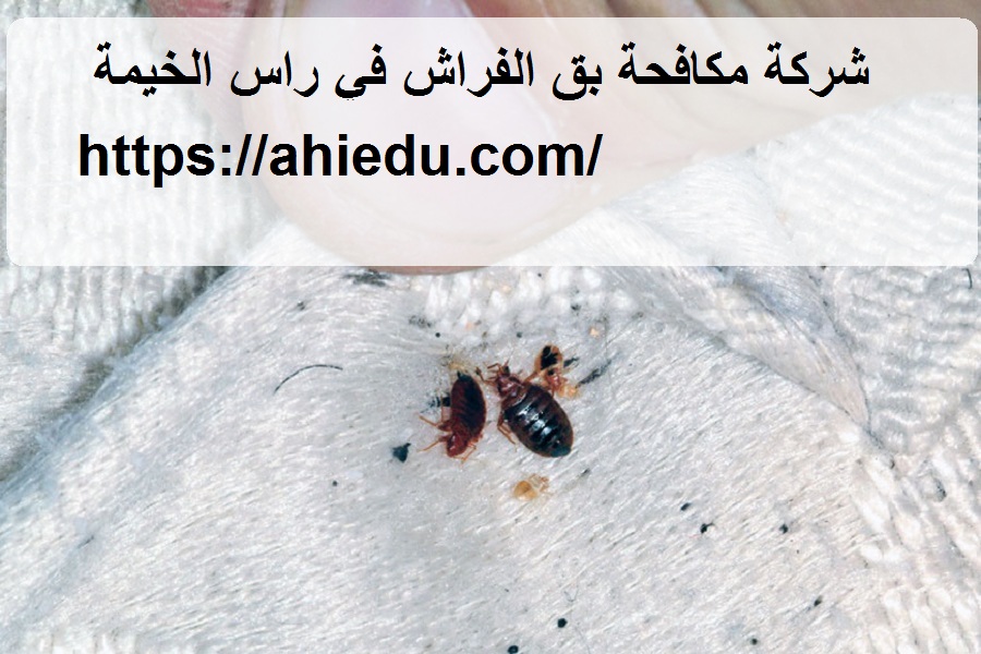 شركة مكافحة بق الفراش في راس الخيمة