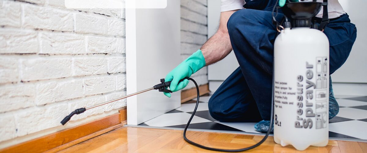 شركة مكافحة حشرات في النهدة دبي