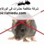 شركة مكافحة حشرات في الورقاء دبي