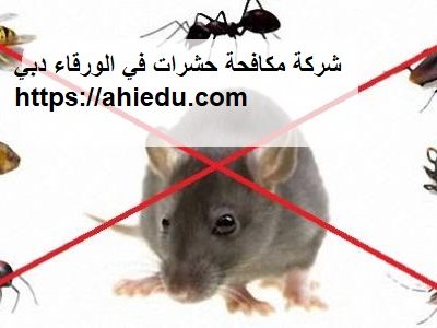 شركة مكافحة حشرات في الورقاء دبي
