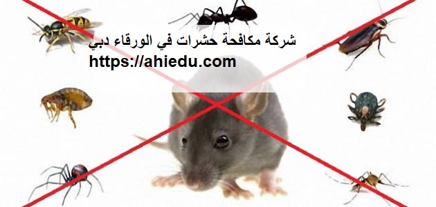 شركة مكافحة حشرات في الورقاء دبي