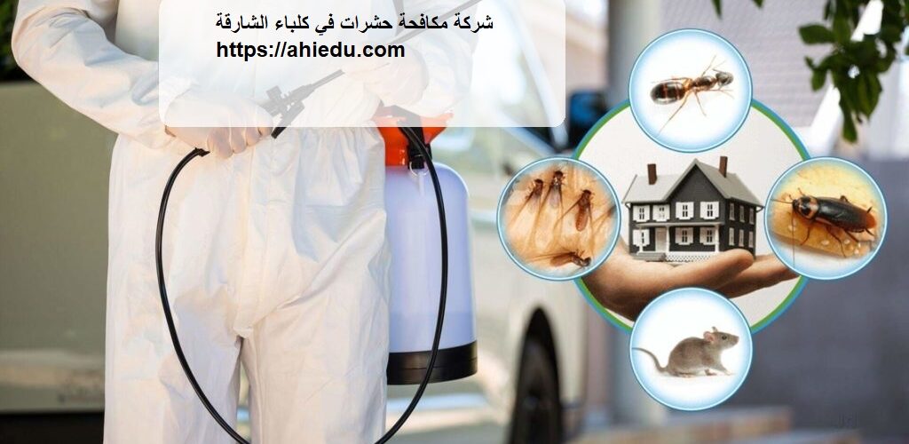 شركة مكافحة حشرات في كلباء الشارقة