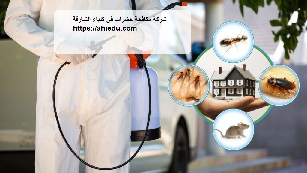 شركة مكافحة حشرات في كلباء الشارقة